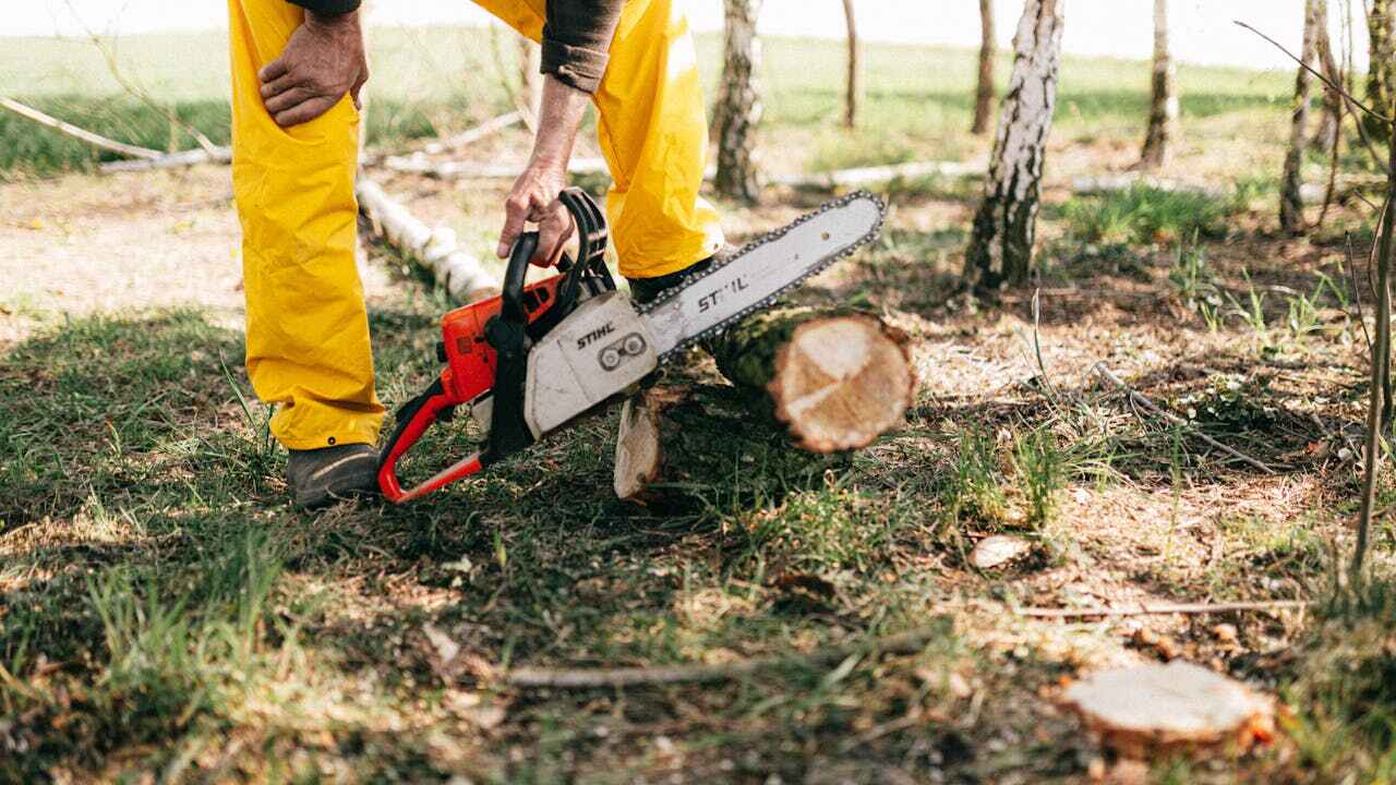 Best Tree Removal Near Me  in Peachtree Corners, GA